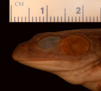 Media type: image;   Herpetology A-135558